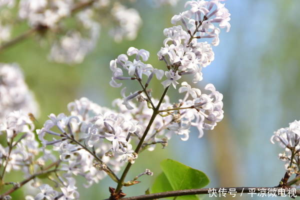 【春天】甘肃平凉老宅院内白丁香花又开了
