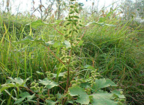 乡下这种满身都是刺的草，居然能治疗鼻炎！鼻炎的特效药！
