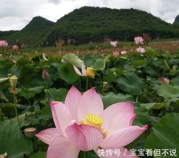  『普者黑』《三生三世枕上书》取景地普者黑、德天瀑布和梵音谷是什么样的