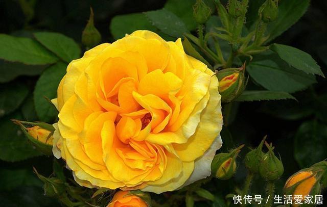  『金丝雀』3种花非常受欢迎，沾土就能活，浇水就爆盆，美丽好养适合新手