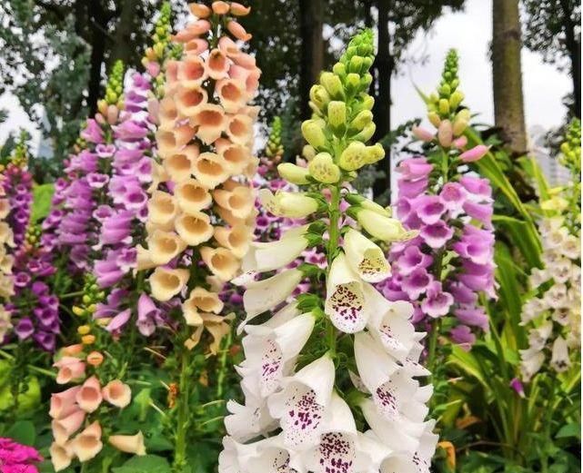  开起|阳台最适养4种花，开起花来“拦”不住，美不胜收，你养了吗