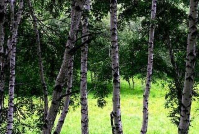  「见血封喉」国内最特别的三棵树：一棵价值上亿，一棵刀枪不入