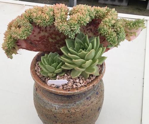  片花瓣■不明白什么是“缀化”？一招让你变成多肉老司机！