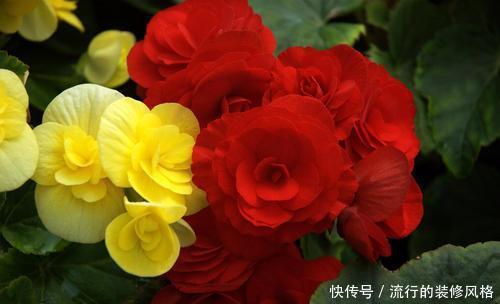 【养不养】夏天最容易死的“3种花”,买一盆死一盆,老花匠都要考虑养不养