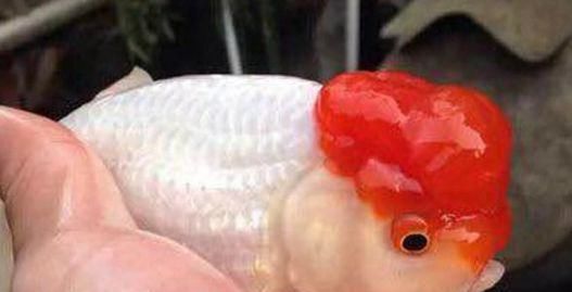  铁包金金@8种鱼，少折腾少喂食，状态反而更好，越养越出彩！