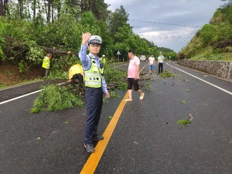 『举动』惊险！暴雨中大树倒在马路上 民警的这一举动太赞了