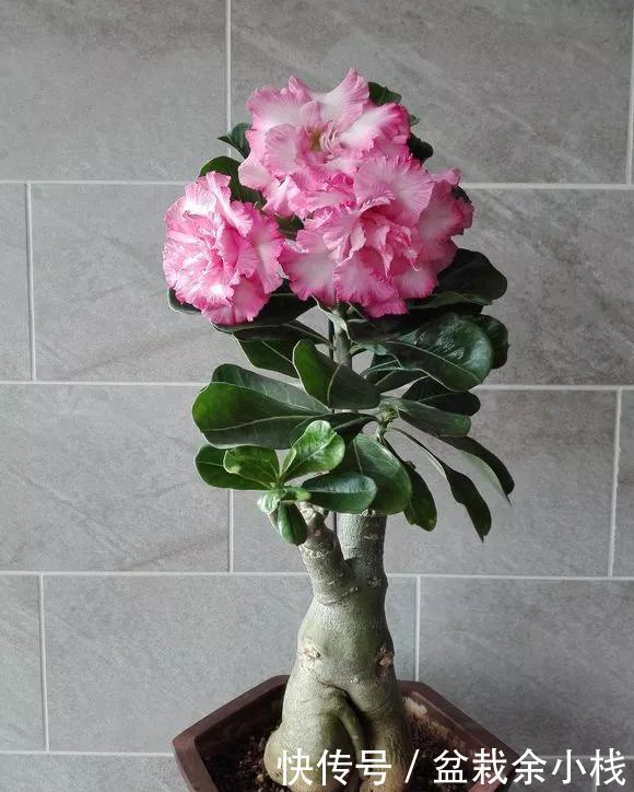  「家里」家里4种花，就要饿着养，盆小少浇水，反而长得好！