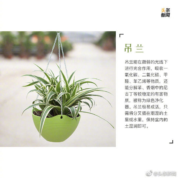  绿植：9种最宜家养的绿植 让你的家里春色满满
