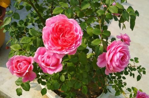  『圆滚』家里养这几款花，花开美艳，花型圆滚迷人，绚丽多彩，轻松爆盆