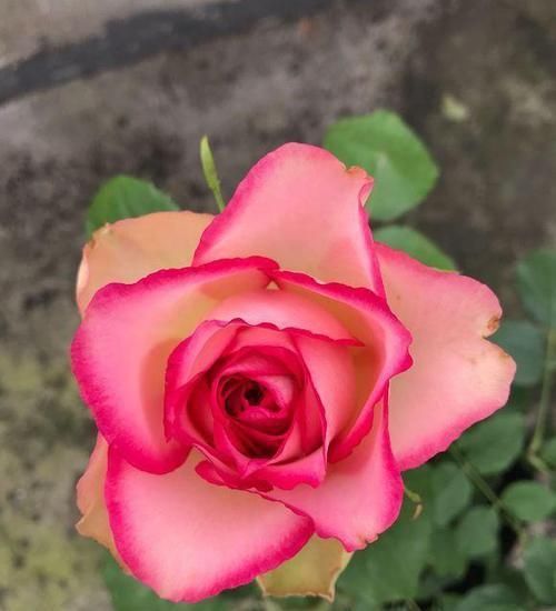 #梦露#这种花,比牡丹漂亮,比绿萝好养,一年四季开不停,比茶花强多了