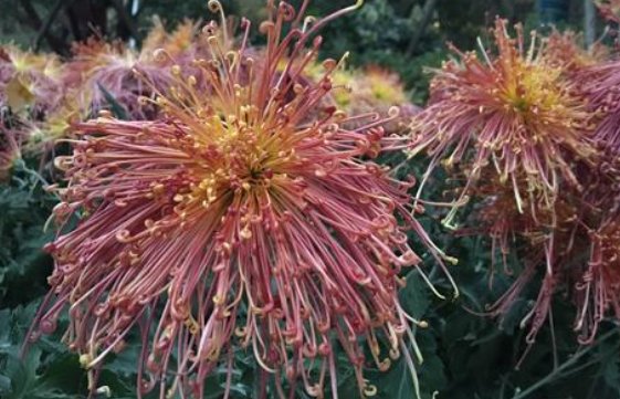  『高贵典雅』新手养花就养一盆“泉乡火花”，花姿优美，高贵典雅，适合盆栽养