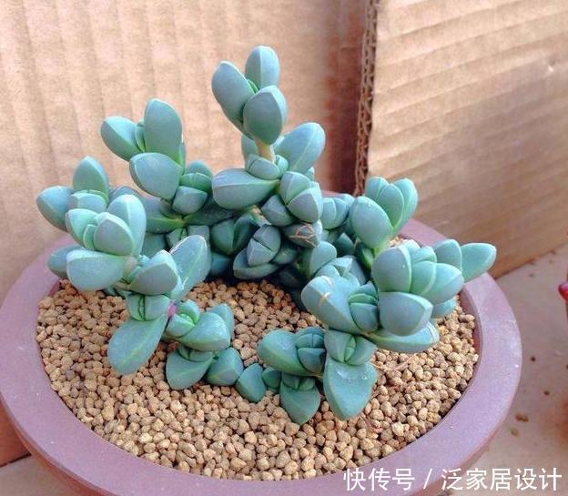 要天天浇水:多肉耐旱别多浇水?此3款忒爱''喝水'',浇得越勤植株长得越旺