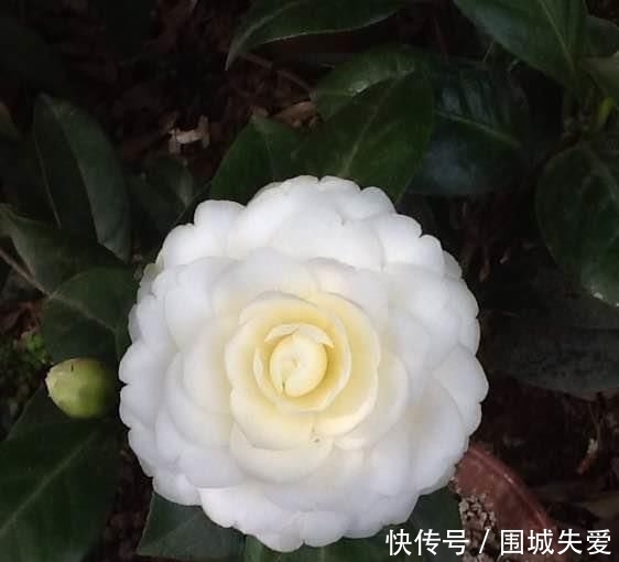 传统|此花是中国传统名花,可媲美牡丹,植株低矮,还可盆栽观赏