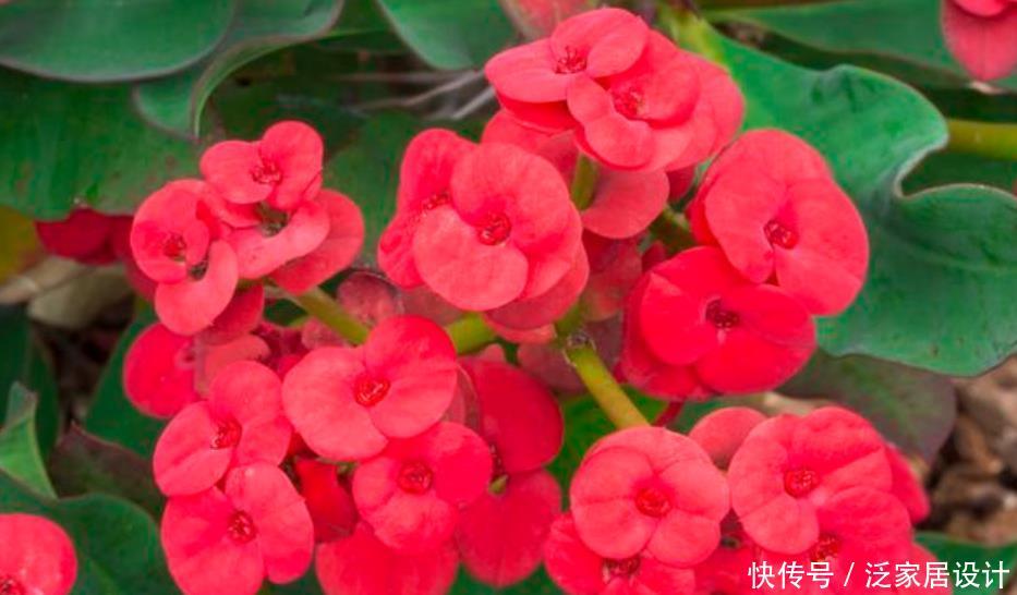  『特好』“4种花”超爱开花，全年开花不断，还特好养，美爆阳台！