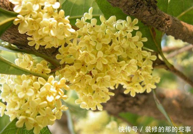  红豆杉|4种“如意”树，一边欣赏一边乘凉，种在院子寓意好