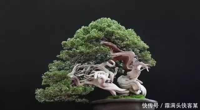  [栽种盆景]玩盆景，已成为当下追求高品质生活的一股潮流