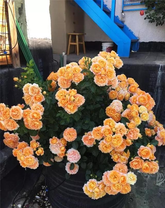  『植物』农村养花就是好，随手捡点肥，撒在花盆里，啥花都能养爆盆