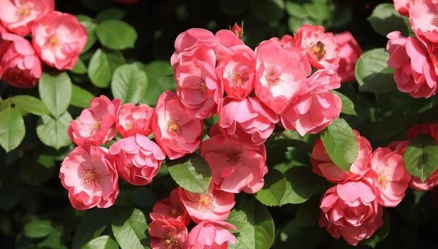  「爆花」藤本月季“爆花”进行时，笋芽萌发，如何施肥？