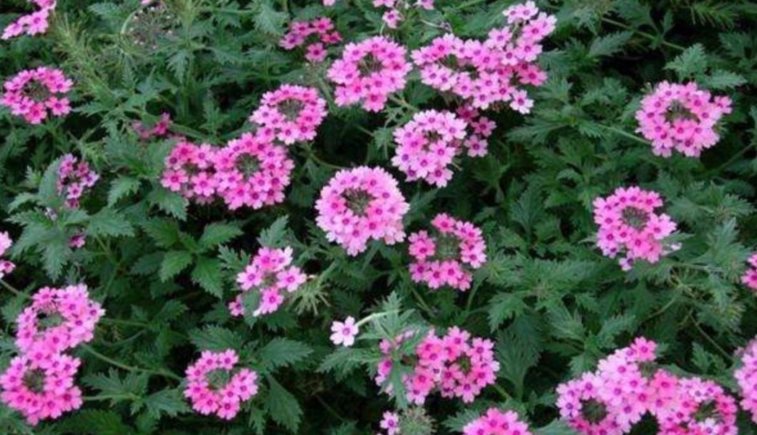  『开出』院子里养1种花，开出的花朵小巧秀美，比太阳花还漂亮
