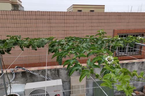  『扦插』扦插百香果总是腐烂不生根？只需一个泡沫箱，15天发芽，30天生根