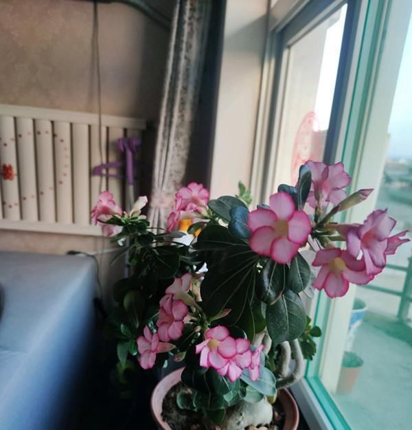  『室内』此花是世界名花，开花频繁，种植简单，室内也能养，还可做盆景树