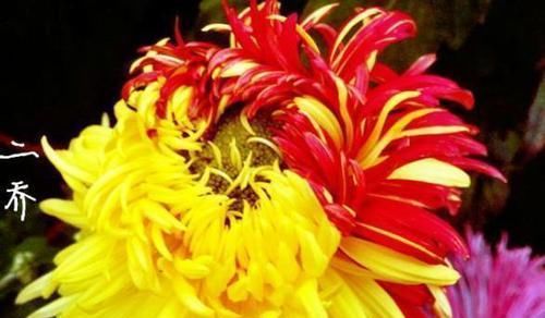  #养花#”传统菊花“二乔，花开红黄双色，极为少见，可以说是养花首选