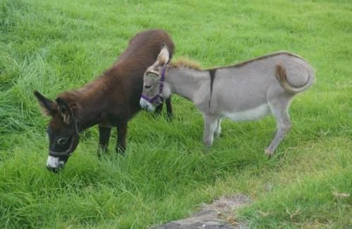  养驴|一头驴价值上万，驴肉还如此畅销，为何农村没人“养驴致富