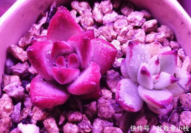 「旺盛」春天让多肉淋几场雨,越长越旺盛,但这些最好别淋,容易生病虫害