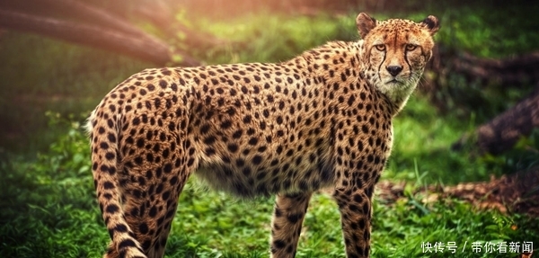 其他动物的活动