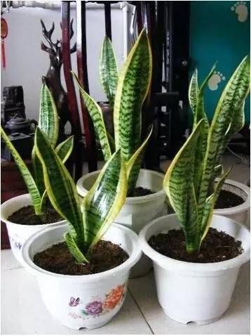  『们又给它取名』能把这6种植物养死的都是人才
