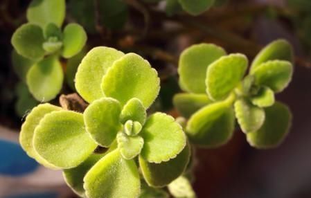 「室内」这种植物,能食用能驱蚊,香味浓甜惹人迷,家里养一盆,比绿萝强