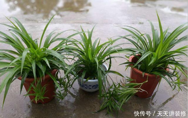 #种植#这几种花,名字带兰却不是兰,却依旧美得不像话