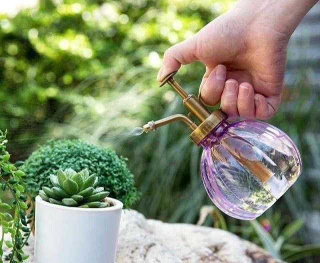  [方法]多肉生了蚧壳虫，3个方法最管用，撒一点，几年不见虫
