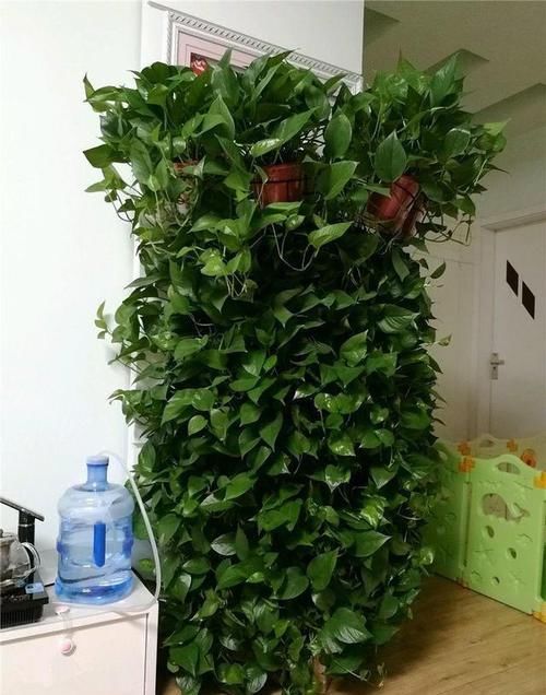  植物的根@几乎家家都养绿萝，想要四季常青，以下几点可都要做到
