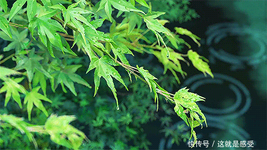 大范围降雨+降温！秋老虎上线前，今夜河南这5地区仍有大暴雨