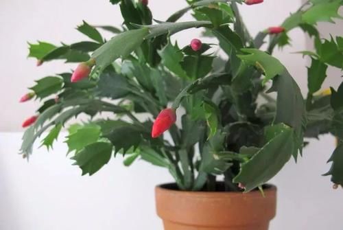  『春节』这些春节前后特受欢迎的观赏花，很适合养成桌面上的盆栽观赏植物