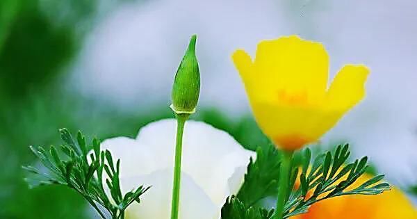  鲜艳夺目：花朵轻盈，花色鲜艳夺目。