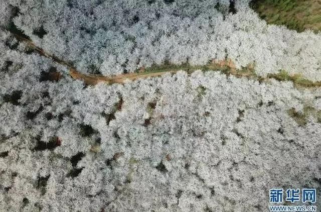 贵州向世界发出邀请！全球最大樱花基地在此，再不来就晚了