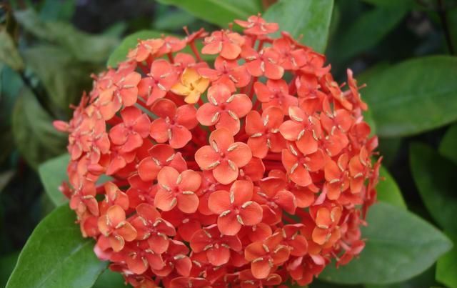  【栽种】家养7种“耐阴花”，阳光少也能“开花”旺，叶子直挺绿油油！