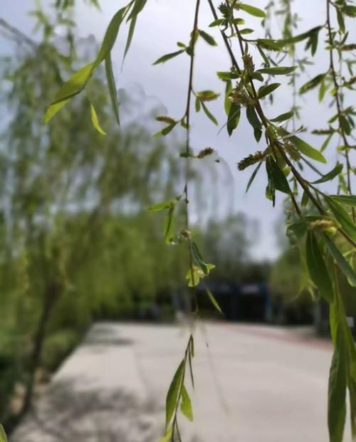 植物生根:在家自制天然的生根粉,植物扦插或压条繁殖时特管用