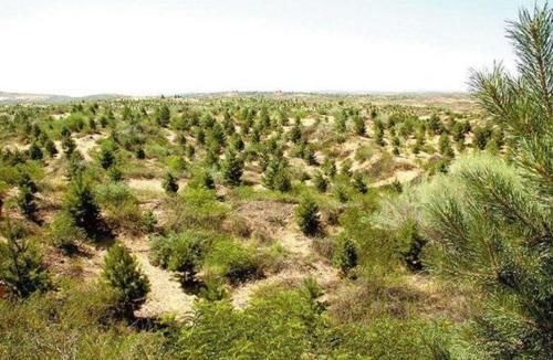 一个即将被“消灭”的沙漠，几乎变成了绿洲，还被种植马铃薯