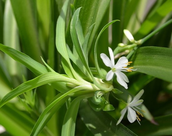 家里:家里最受欢迎的几种植物,简单易养活,放在客厅净化空气不占地方