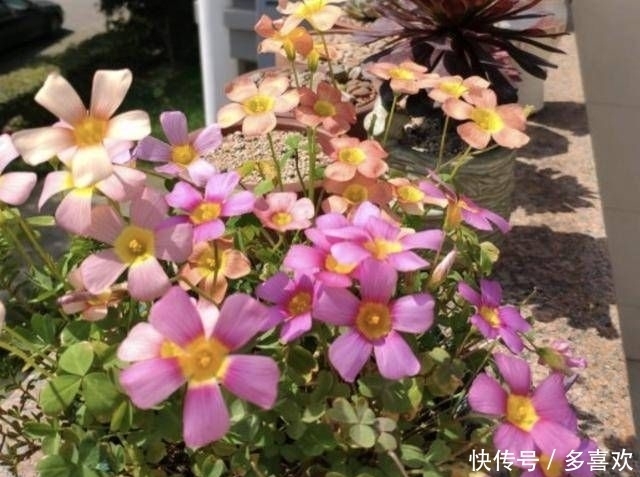 [萝卜]1种野草被称为“酸咪咪”，不仅能开花，还有“萝卜根”，珍贵！