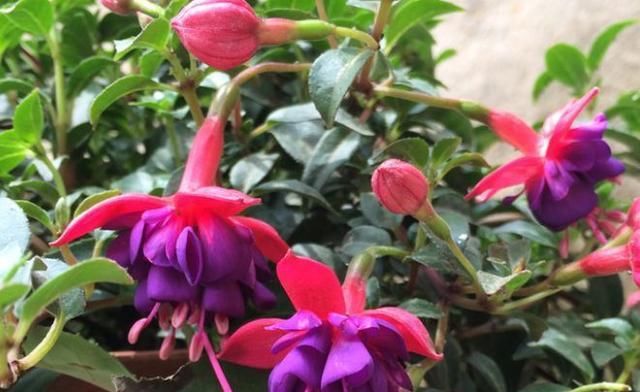 『植物』将3种植物,养在家中最划得来,一年四季都能开花,还能净化空气