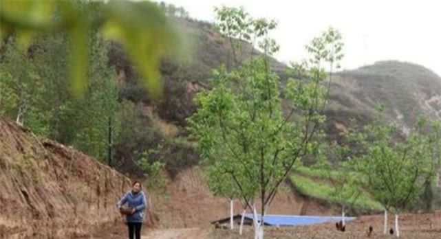 之前农村很流行“包山养殖”，为什么现在很少有人做呢？