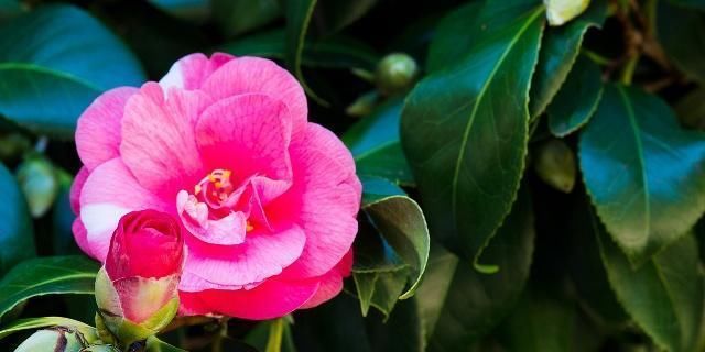  『时间』买带花苞的茶花，有一点要注意，否则很难养活！