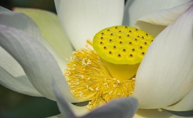 六祖开示顿渐开悟的法门