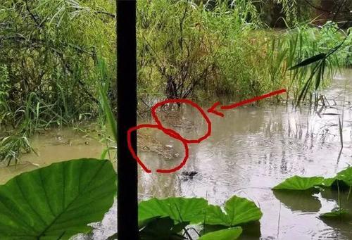 鳄鱼越狱了 合江亭被淹了…每到这时 谣言就开始出没了