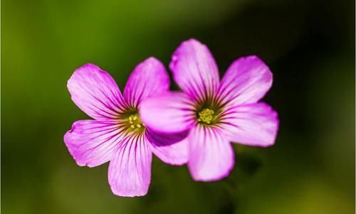  『适合』3种花好养不说，花量还非常的大，开花爆盆很容易，适合新手养护
