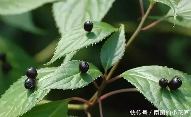 竟然|四种“叶上花”,竟然真的在叶子上“开花”,罕见又别致!